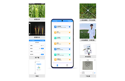 揭阳市小麦表型测量仪IN-XM05